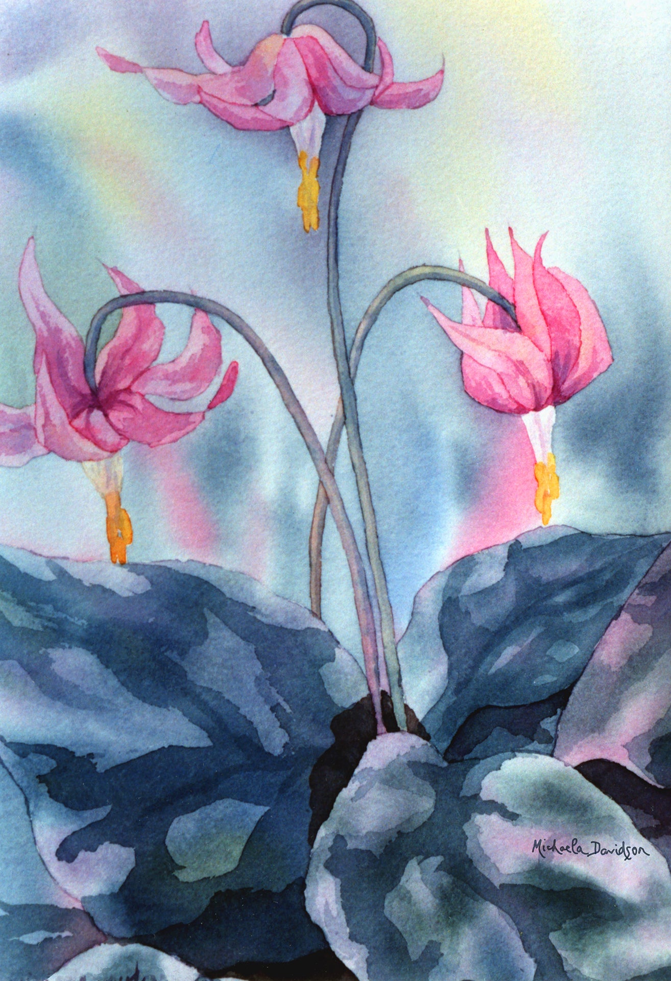 Fawn Lilies V