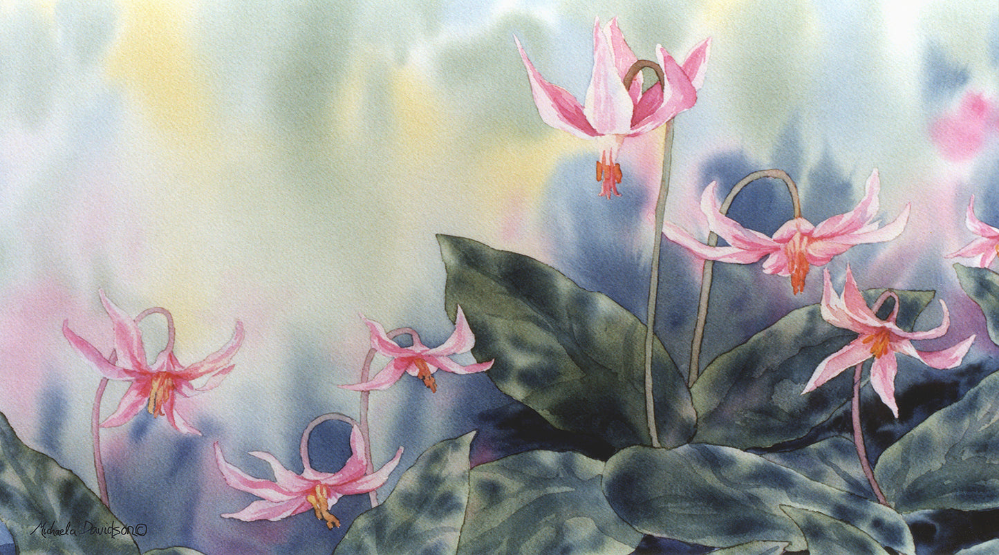 Fawn Lilies