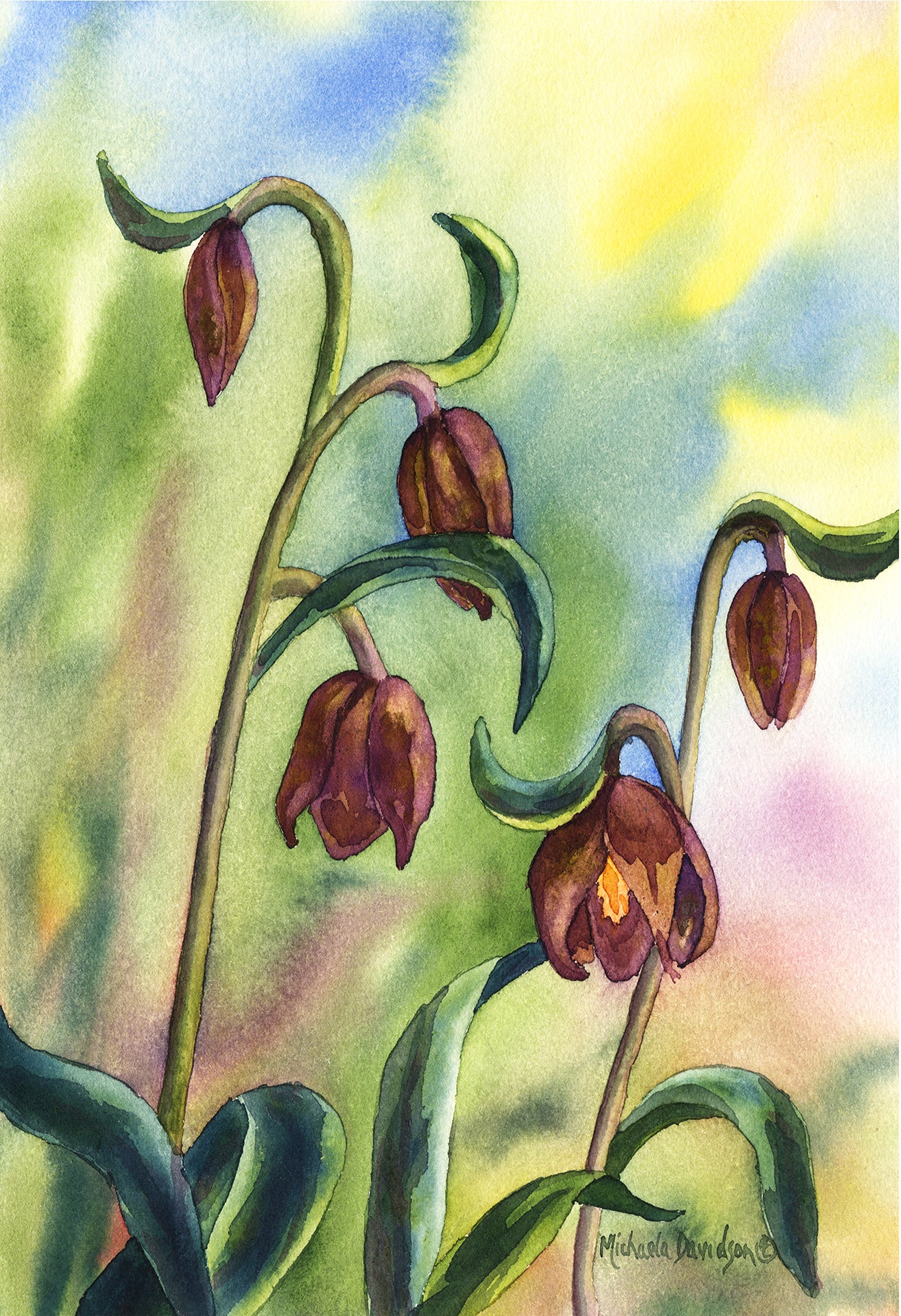 Chocolate Lilies