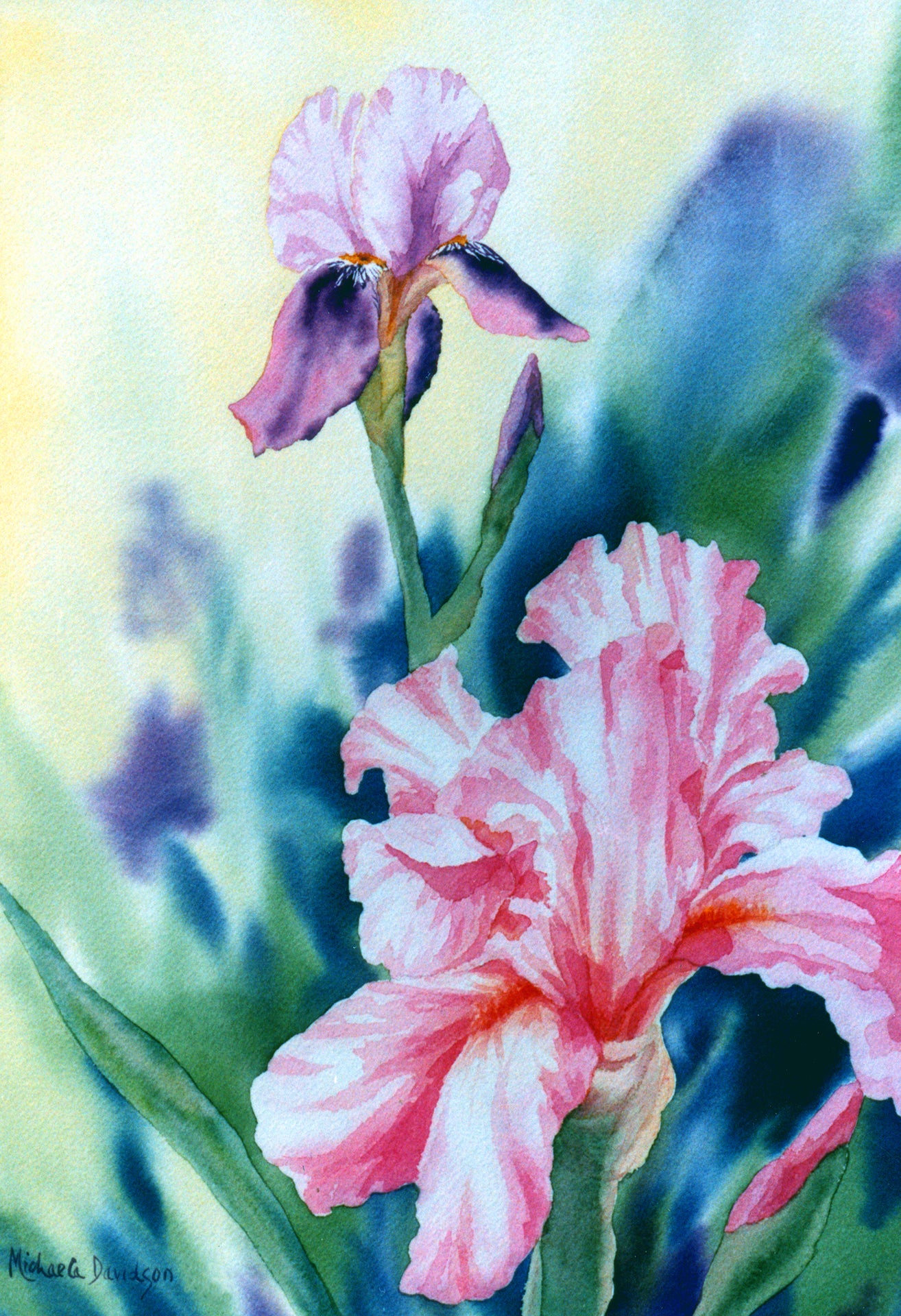 Pink Iris