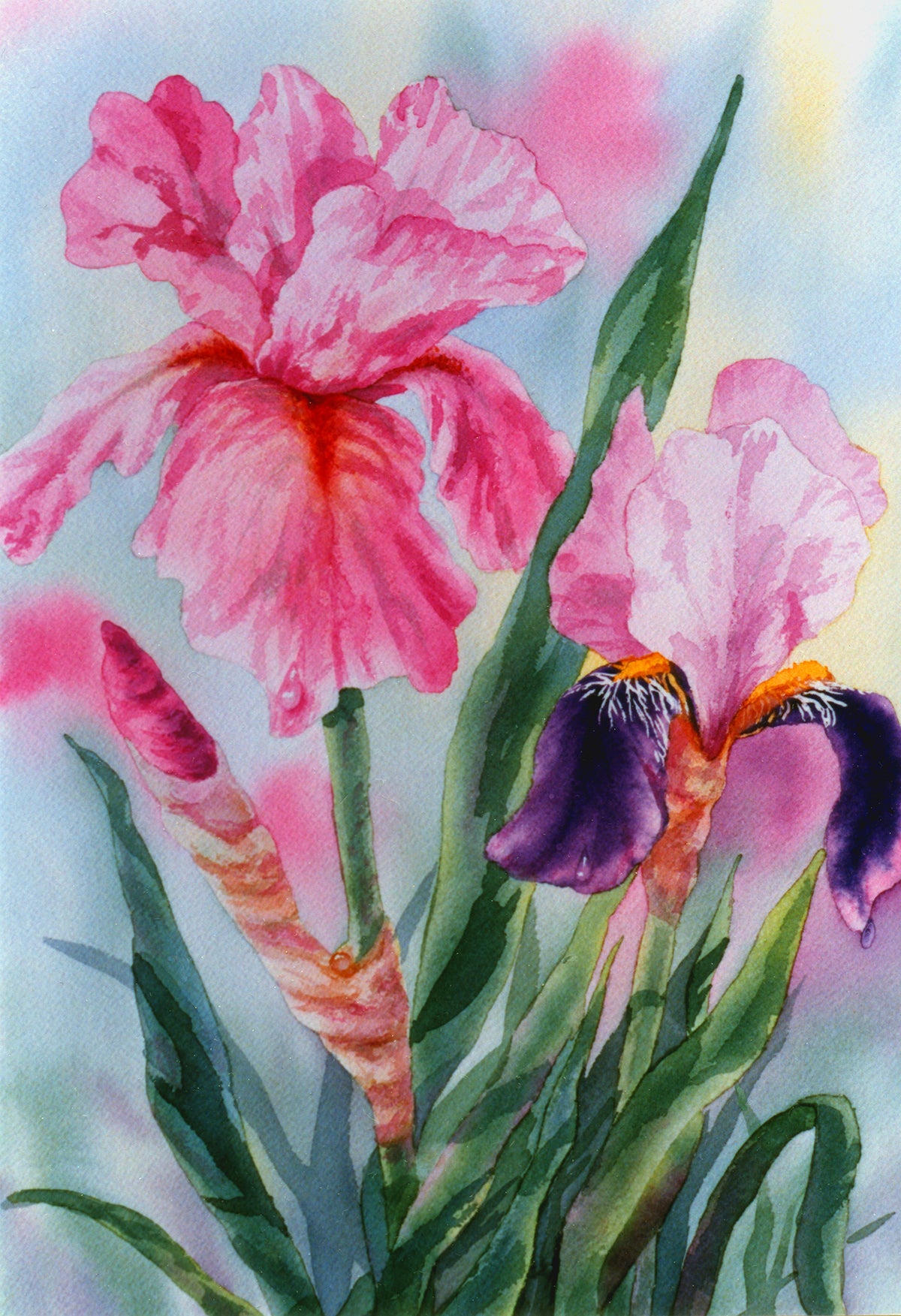 Spring Iris