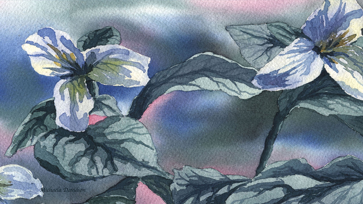 Trilliums