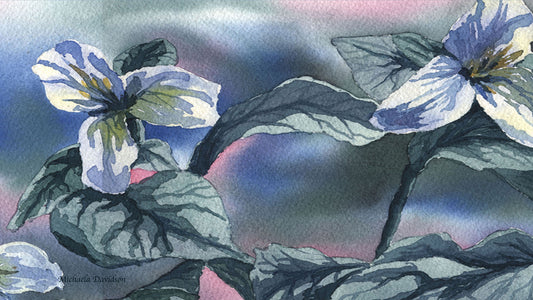 Trilliums