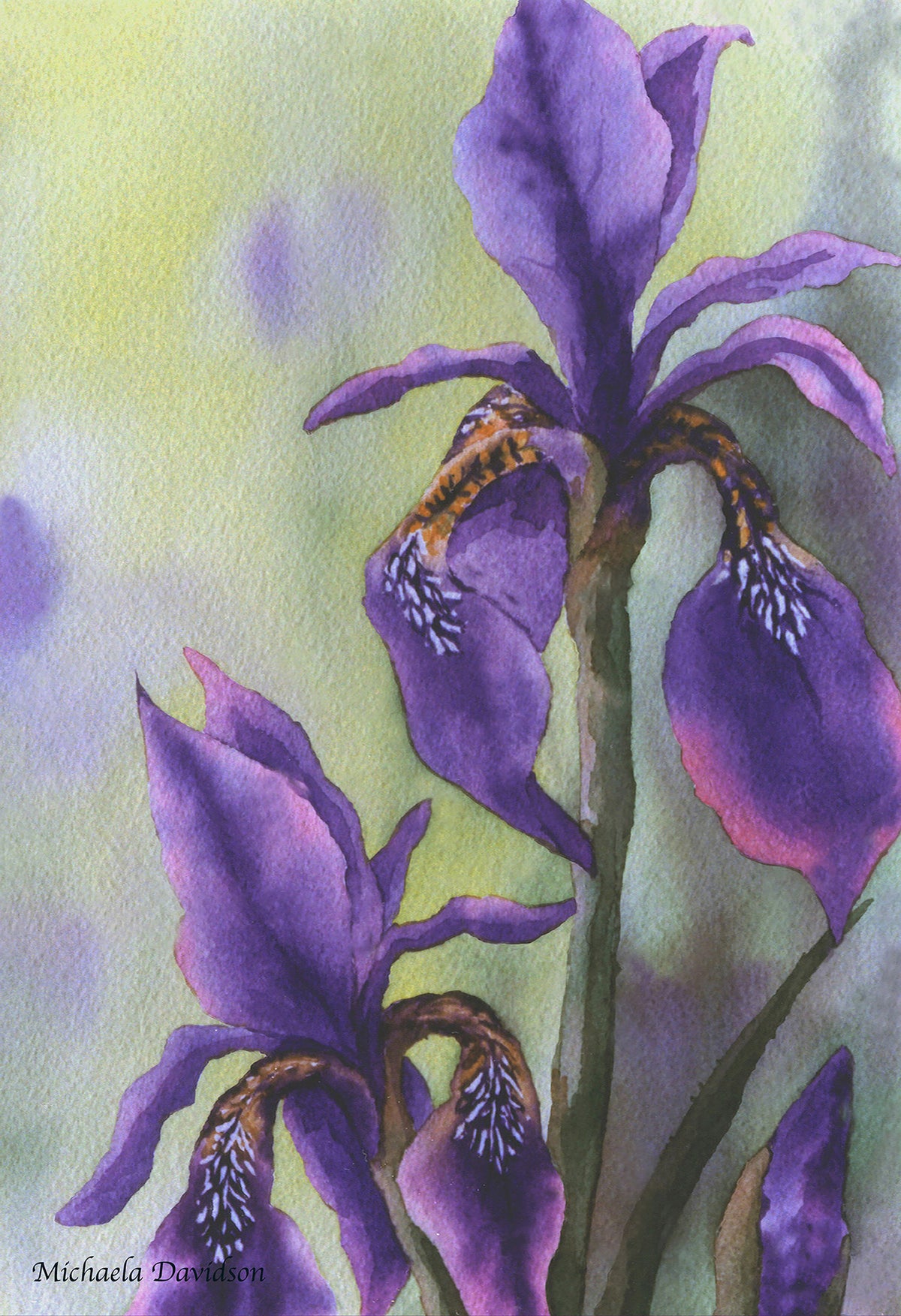 Wild Iris