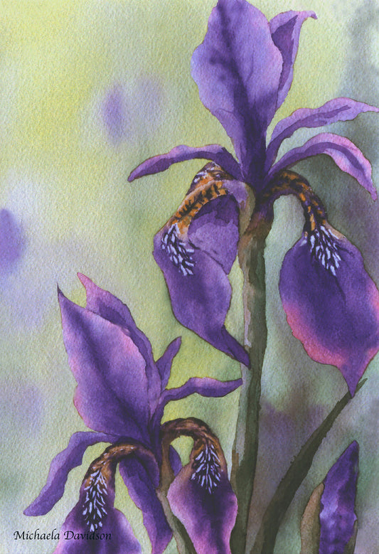 Wild Iris